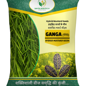 Ganga Hybrid mustard seeds